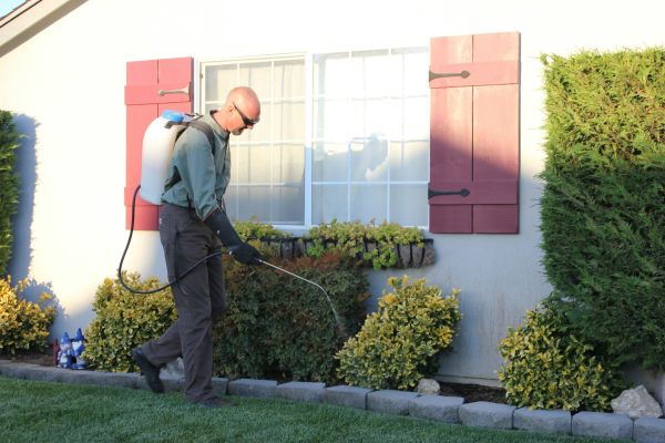 Les meilleures stratégies de lutte bio contre les nuisibles en alsace
