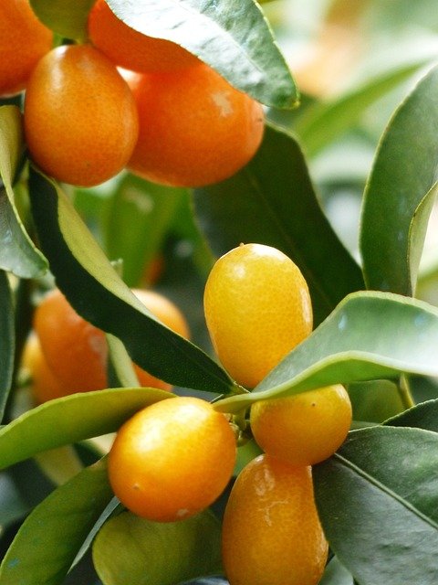 L'essentiel à retenir sur la culture des arbres fruitiers nains