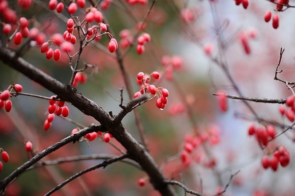 L'essentiel à retenir sur les arbres à fleurs rouges d'été
