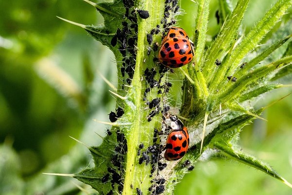 Par quels moyens naturels lutter contre les pucerons ?