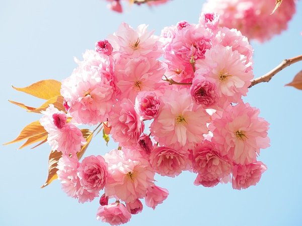 Les meilleurs arbres de la floraison rose