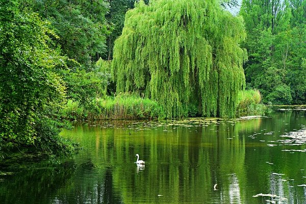 Ce que vous devrez savoir sur le saule pleureur
