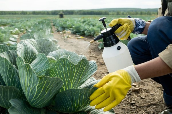 Les chenilles processionnaires : comment éradiquer ces nuisibles de votre propriété ?