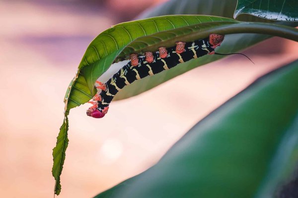 Adaptations biologiques de la chenille processionnaire du pin à son environnement